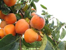 'Yotsumizo' persimmon