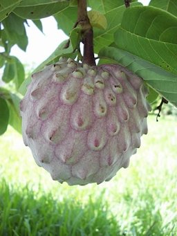 Annona diversifolia fruit