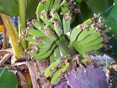 'FHIA 02' banana