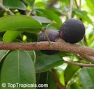 Fruit grows directly on the branch