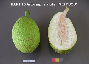 'Mei Puou'