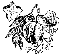 Carambola illustration