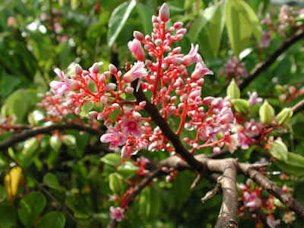 'Arkin' carambola inflorescense