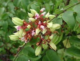 Fruit forming