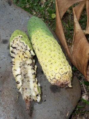 Fruit