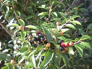 Eugenia axillaris, a second and darker species that grows locally