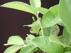 The same guava branch 30 days later with unopened flower buds