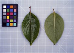 'Izu' persimmon leaves