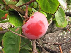 'Izu' persimmon