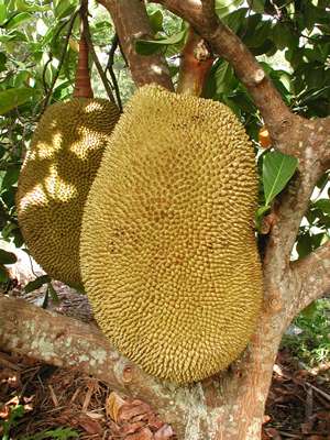 Jackfruit 'Black Gold'