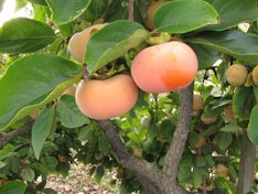 'Jiro' persimmon