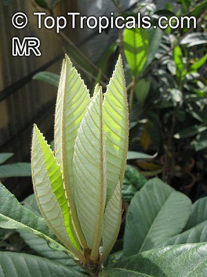 Loquat new growth