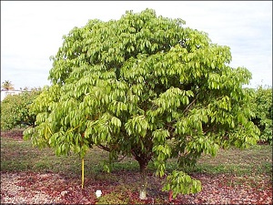 Lychee tree habit