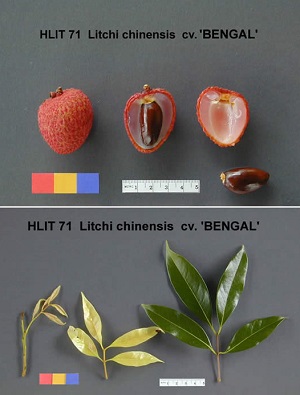 'Bengal'