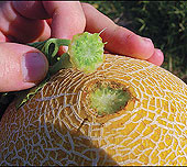 Muskmelon slip from the vine: