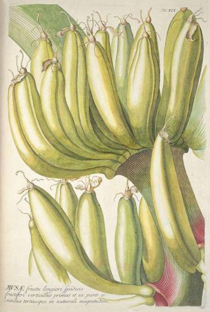 Musa paradisiaca L.