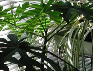 Flower buds growing from the papaya tree's leaf axils at the top of the tree