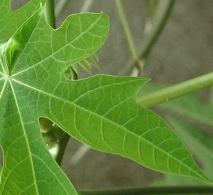 closer look at the veining and other details of the leaf construction