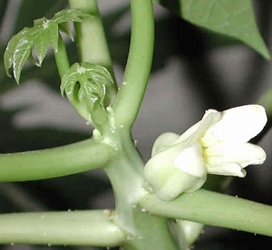 This is a close up look at the top of the papaya tree with its new leaves and flower.