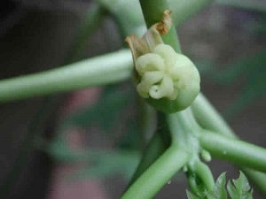 In this photo, we are looking straight down at the newly developing papaya fruit.