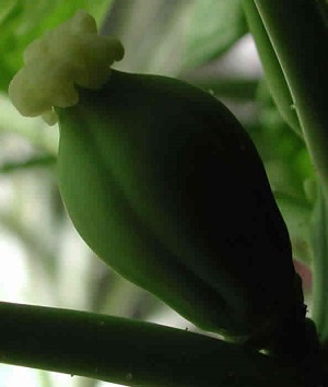 This is a close up silhouette look at the swollen papaya ovary.