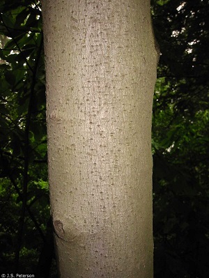 Trunk