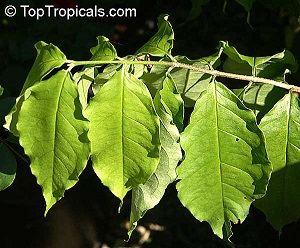 Leaf growth pattern