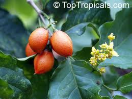 Mature fruit and new flowers