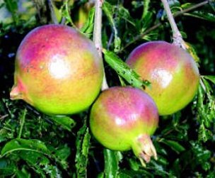 Pomegranate fruits