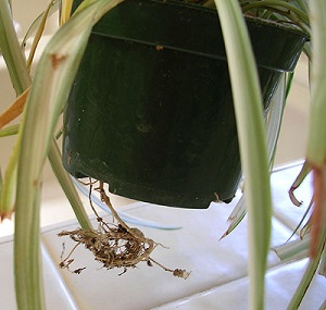 Root bound plant