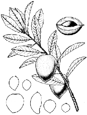 Figure 9. Sapote (Pouteria sapota): details of a cross section and shapes of the fruit