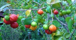 The shrub's fruit ripen over several Weeks