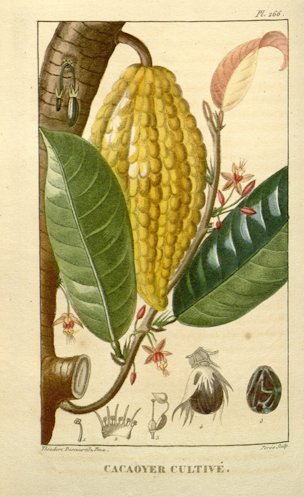 Theobroma cacao L.
