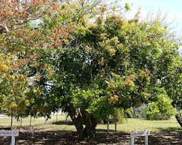 Plant specimen in the Fruit and Spice Park - Homestead, Florida, USA