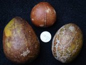 Display of 3 ripe and semi-ripe Bael fruits during the Redland Summer Fruit Festival