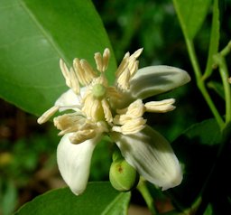 Bengal Quince Aegle marmelos, Kankeshwar, Maharashtra, India