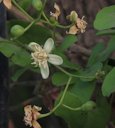 Bengal Quince Aegle marmelos, Kasavanahalli, Karnataka, India