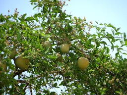 Bengal Quince Aegle marmelos, Kasavanahalli, Karnataka, India