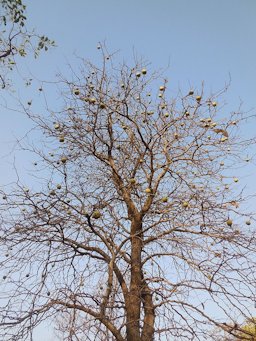 Aegle marmelos (Bael) tree