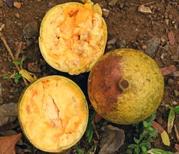 Aegle marmelos, fruits, one opened, Puerto Rico: Mayaguez Municipality Co.