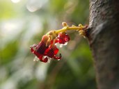 Averrhoa bilimbi flowering in Malaysia