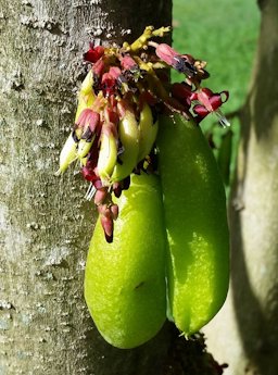 Averrhoa bilimbi, Cucumber Tree, at the Honolulu Zoo Oxalidaceae