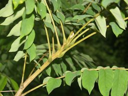 Bilimbi Averrhoa bilimbi, Northern Division, Fiji