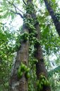 Bilimbi Averrhoa bilimbi, Sulawesi, Indonesia