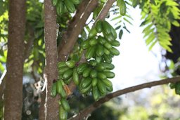 Averrhoa bilimbi L. Nicaragua