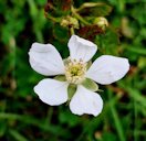 Common dewberry, Rubus flagellaris, Magnolia, OH, USA