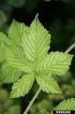 European blackberry (Rubus fruticosus)