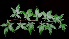 Rubus allegheniensis, Allegheny blackberry