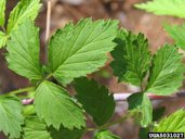 Swamp, bristly dewberry (Rubus hispidus)