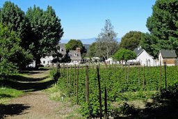 Blackberry Patch, Riley's Farm, Oak Glen, CA